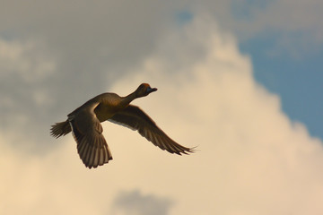 anatra selvatica in volo - codone (Anas acuta)