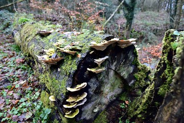 Autumn Fruiting Fungi