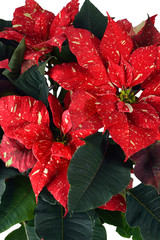 Speckled Poinsettia