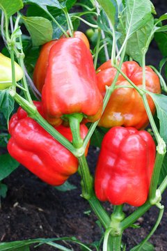 Red Bell Pepper Plant In The Garden