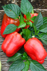 Fresh red bell peppers with leaves