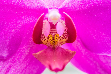 background orchid