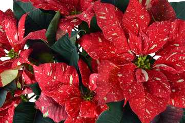 Speckled Poinsettia