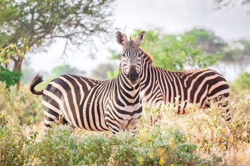 Zebras on savanna, Kenya, East Africa