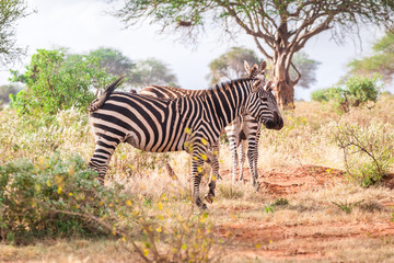 Fototapeta na wymiar Zebras on savanna, Kenya, East Africa