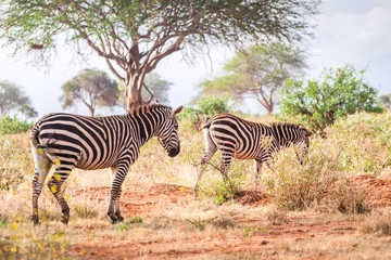 Zebras on savanna, Kenya, East Africa