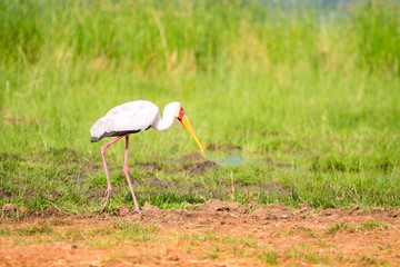 Yellow billed stork in Tsavo West National Park