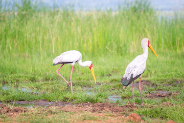 Obraz na płótnie Canvas Yellow billed stork in Tsavo West National Park