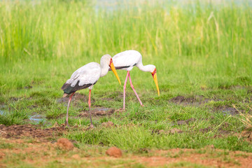 Obraz na płótnie Canvas Yellow billed stork in Tsavo West National Park