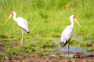 Yellow billed stork in Tsavo West National Park