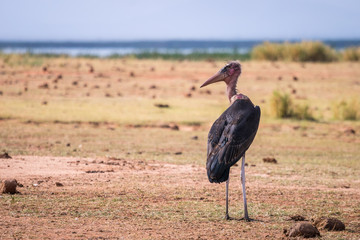 Very big birds called marabous