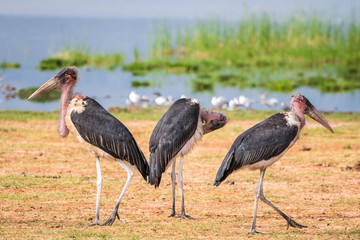 Very big birds called marabous
