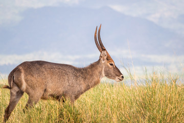Waterbuck antelope on savanna