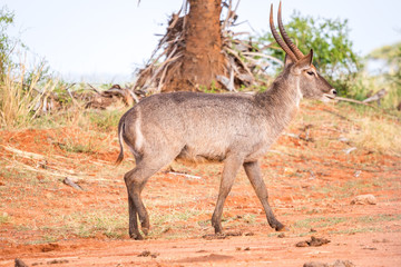 Waterbuck antelope on savanna