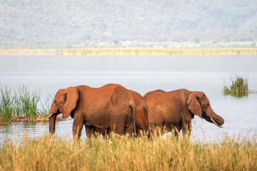 Elephants over Jipe Lake, Kenya