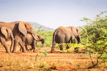 Fototapeta na wymiar Elephants over Jipe Lake, Kenya