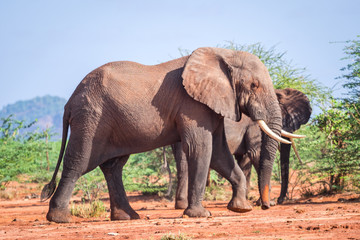 Fototapeta na wymiar Elephants among acacia tress , Kenya