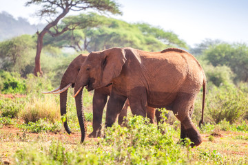 Elephants on savanna, Kenya
