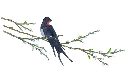 Swallow on willow tree. Hand drawn illustrations