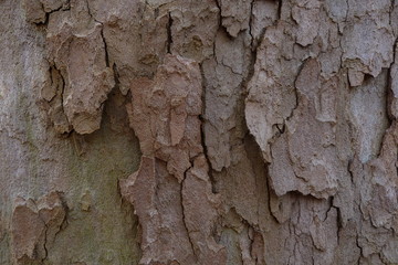 Rinde von Baum