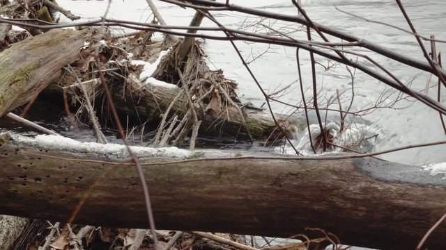 Water rush around beaver dam