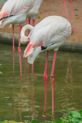 Flamengos bird wild life close up