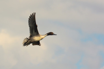 Codone (Anas acuta) maschio in volo