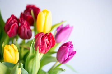 Tulip buds closeup