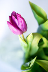 Bud of a tulip closeup