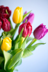 Naklejka premium Tulip buds closeup
