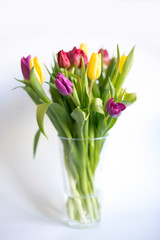 Multi-colored tulips in a clear glass vase on a white background