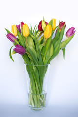 Multi-colored tulips in a clear glass vase on a white background
