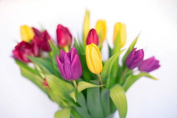 Tulip buds closeup