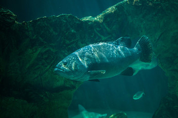 Giant grouper (Epinephelus lanceolatus)