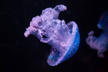 Naklejka na ściany i meble White-spotted jellyfish (Phyllorhiza punctata)