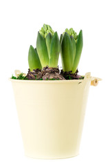 close-up of sprout purple hyacinth in a pot isolated on white background