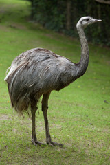 Greater rhea (Rhea americana)