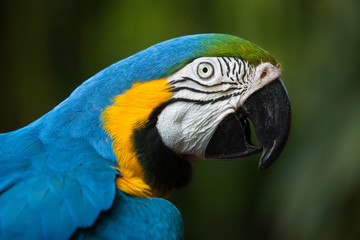 Blue-and-yellow macaw (Ara ararauna)