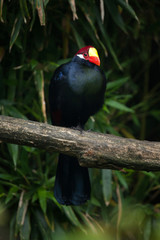 Violet turaco (Musophaga violacea)