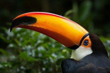 Toco toucan (Ramphastos toco)