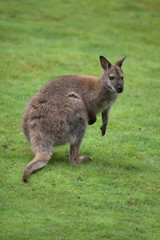 Naklejka na ściany i meble Red-necked wallaby (Macropus rufogriseus)