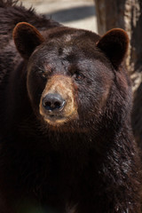 American black bear (Ursus americanus)