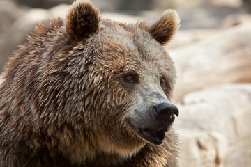Eurasian brown bear (Ursus arctos arctos)