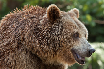 Obraz premium Eurasian brown bear (Ursus arctos arctos)