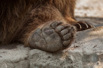 Naklejka premium Eurasian brown bear (Ursus arctos arctos)