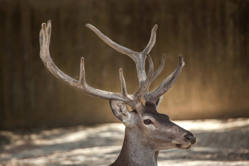 Naklejka na ściany i meble Spanish red deer (Cervus elaphus hispanicus)