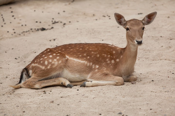 Fallow deer (Dama dama). © Vladimir Wrangel