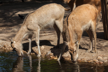 Pere David's deer (Elaphurus davidianus)