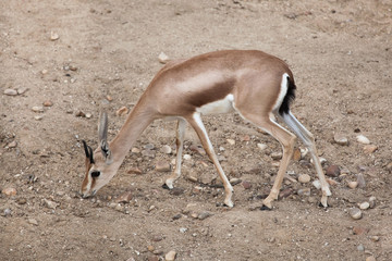 Saharan dorcas gazelle (Gazella dorcas)