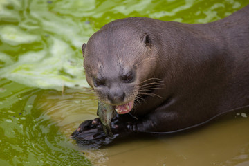 Giant otter (Pteronura brasiliensis)